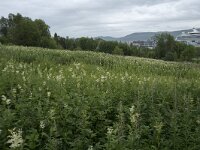 Filipendula ulmaria 86, Moerasspirea, Saxifraga-Willem van Kruijsbergen