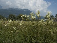 Filipendula ulmaria 9, Moerasspirea, Saxifraga-Marijke Verhagen