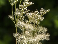 Filipendula ulmaria 91, Moerasspirea, Saxifraga-Jan van der Straaten