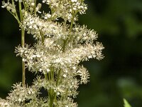 Filipendula ulmaria 92, Moerasspirea, Saxifraga-Jan van der Straaten