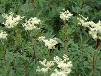 Filipendula ulmaria ssp ulmaria 16, Moerasspirea, Saxifraga-Marijke Verhagen