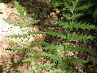 Filipendula vulgaris 23, Knolspirea, Saxifraga-Hans Boll