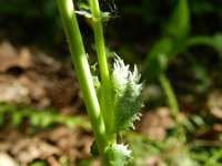 Filipendula vulgaris 26, Knolspirea, Saxifraga-Hans Boll