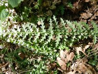 Filipendula vulgaris 27, Knolspirea, Saxifraga-Hans Boll