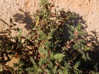Forsskaolea angustifolia 2, Saxifraga-Ed Stikvoort