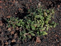 Forsskaolea angustifolia 3, Saxifraga-Ed Stikvoort