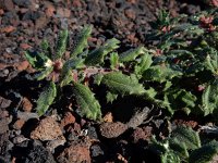 Forsskaolea angustifolia 4, Saxifraga-Ed Stikvoort