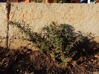 Forsskaolea angustifolia 5, Saxifraga-Ed Stikvoort