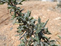 Forsskaolea angustifolia 7, Saxifraga-Rutger Barendse