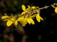 Forsythia intermedia 2, Saxifraga-Jan van der Straaten