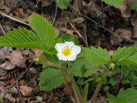 Fragaria moschata 2, Grote bosaardbei, Saxifraga-Jasenka Topic