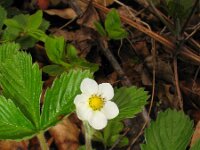 Fragaria moschata 3, Grote bosaardbei, Saxifraga-Jasenka Topic