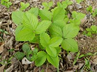 Fragaria moschata 6, Grote bosaardbei, Saxifraga-Rutger Barendse