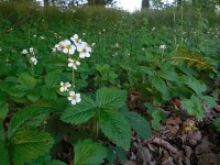 Fragaria moschata 8, Grote bosaardbei, Saxifraga-Ed Stikvoort