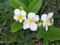 Fragaria vesca 10, Bosaardbei, Saxifraga-Jasenka Topic