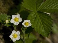 Fragaria vesca 11, Bosaardbei, Saxifraga-Willem van Kruijsbergen