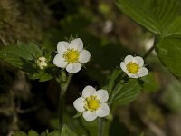 Fragaria vesca 12, Bosaardbei, Saxifraga-Willem van Kruijsbergen