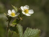 Fragaria vesca 13, Bosaardbei, Saxifraga-Jan van der Straaten