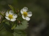 Fragaria vesca 14, Bosaardbei, Saxifraga-Jan van der Straaten