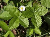 Fragaria vesca 15, Bosaardbei, Saxifraga-Peter Meininger