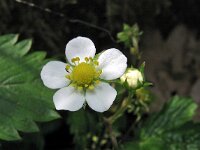 Fragaria vesca 16, Bosaardbei, Saxifraga-Hans Dekker