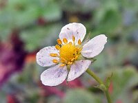 Fragaria vesca 17, Bosaardbei, Saxifraga-Ab H Baas
