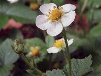 Fragaria vesca 18, Bosaardbei, Saxifraga-Ab H Baas