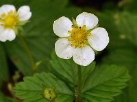 Fragaria vesca 19, Bosaardbei, Saxifraga-Ab H Baas