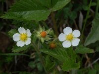 Fragaria vesca 2, Bosaardbei, Saxifraga-Willem van Kruijsbergen