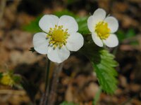Fragaria vesca 20, Bosaardbei, Saxifraga-Ed Stikvoort