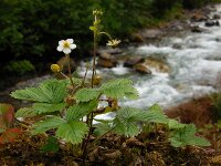 Fragaria vesca 21, Bosaardbei, Saxifraga-Ed Stikvoort