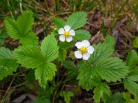 Fragaria vesca 22, Bosaardbei, Saxifraga-Ed Stikvoort
