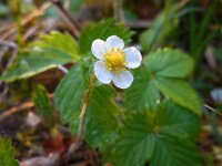 Fragaria vesca 23, Bosaardbei, Saxifraga-Ed Stikvoort
