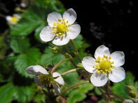 Fragaria vesca 24, Bosaardbei, Saxifraga-Ed Stikvoort