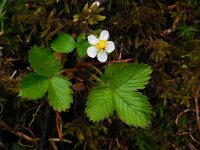 Fragaria vesca 25, Bosaardbei, Saxifraga-Ed Stikvoort