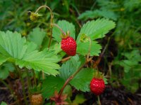Fragaria vesca 26, Bosaardbei, Saxifraga-Ed Stikvoort