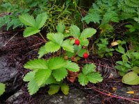 Fragaria vesca 27, Bosaardbei, Saxifraga-Ed Stikvoort