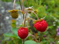 Fragaria vesca 28, Bosaardbei, Saxifraga-Ed Stikvoort