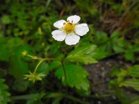 Fragaria vesca 29, Bosaardbei, Saxifraga-Ed Stikvoort