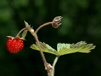 Fragaria vesca 3, Bosaardbei, Saxifraga-Marijke Verhagen