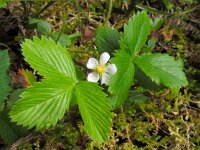 Fragaria vesca 30, Bosaardbei, Saxifraga-Ed Stikvoort