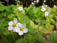 Fragaria vesca 31, Bosaardbei, Saxifraga-Ed Stikvoort