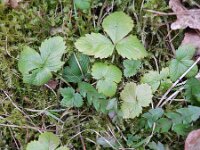 Fragaria vesca 32, Bosaardbei, Saxifraga-Rutger Barendse