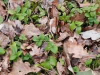 Fragaria vesca 33, Bosaardbei, Saxifraga-Rutger Barendse