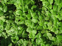 Fragaria vesca 34, Bosaardbei, Saxifraga-Rutger Barendse