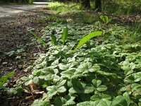 Fragaria vesca 35, Bosaardbei, Saxifraga-Rutger Barendse