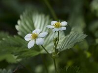 Fragaria vesca 36, Bosaardbei, Saxifraga-Willem van Kruijsbergen