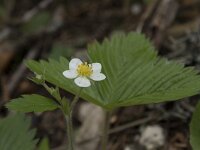Fragaria vesca 37, Bosaardbei, Saxifraga-Willem van Kruijsbergen