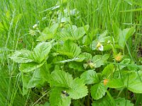 Fragaria vesca 38, Bosaardbei, Saxifraga-Rutger Barendse