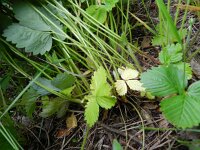 Fragaria vesca 39, Bosaardbei, Saxifraga-Rutger Barendse